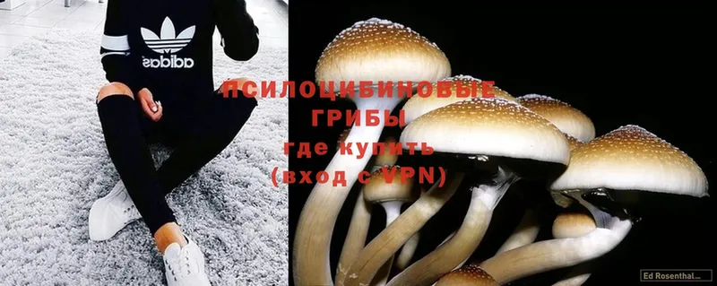 Псилоцибиновые грибы Psilocybe  купить  цена  это клад  Орлов 